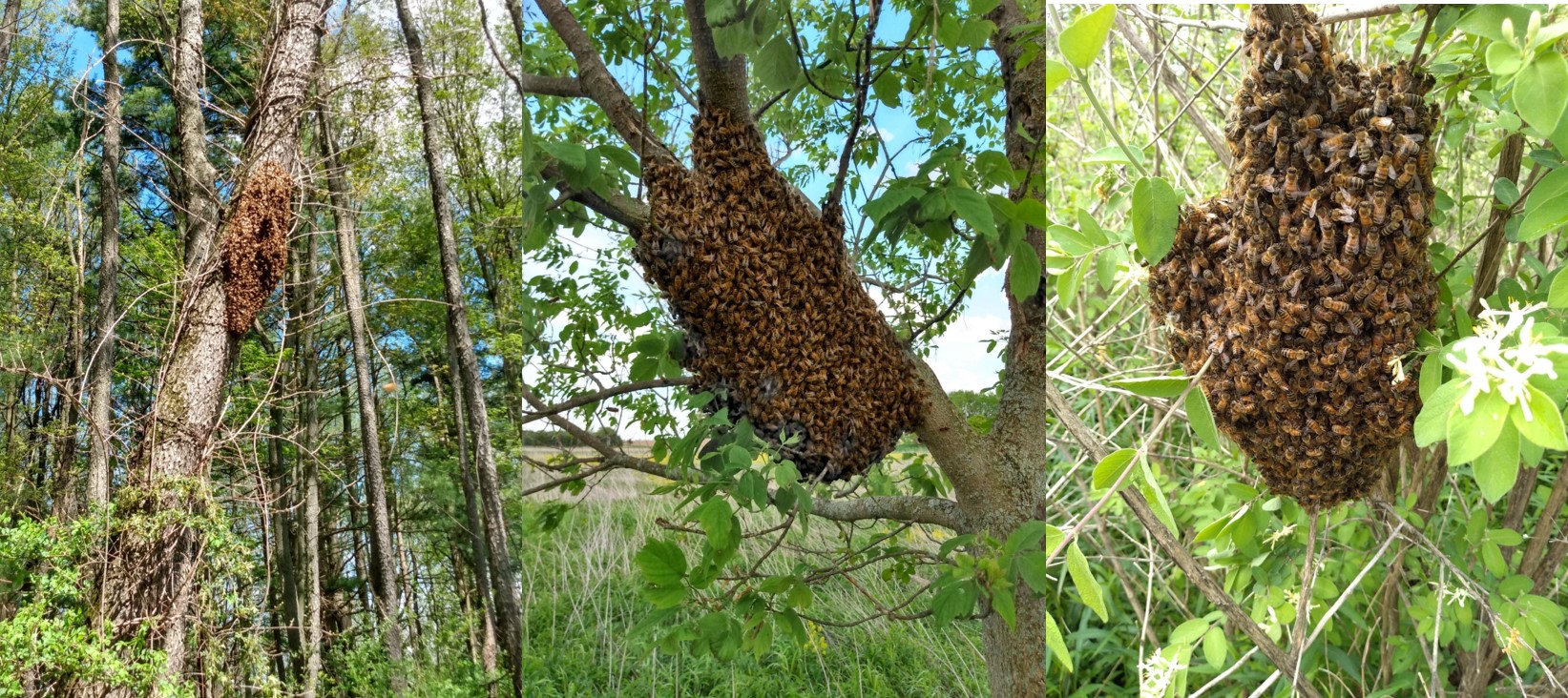 Honingbijen of Wilde Bijen: Hoe onderscheidt u ze?